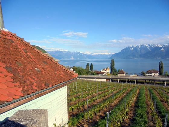 Les vignobles entre Lausanne et Vevey