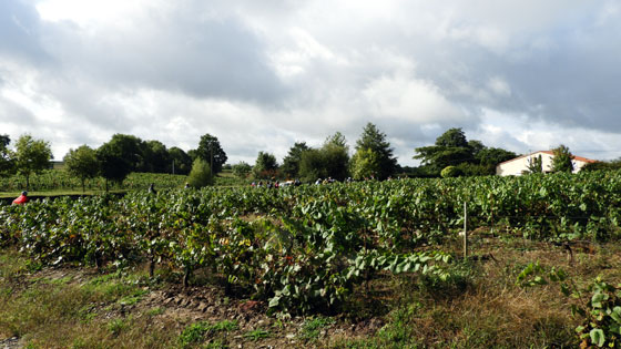 Les vignobles du Domaine Jaumouillé à La Noue