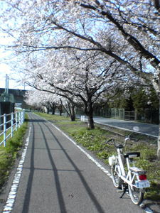 Sakura solex 5000